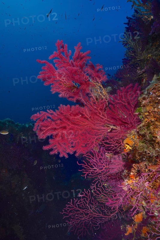Violescent sea-whip (Paramuricea clavata), dive site peninsula Giens near Hyères, Mediterranean Sea, Côte d'Azur, France, Europe