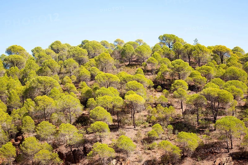 Forest of stone or umbrella pines, Pinus pinea, Rio Tinto river valley, Minas de Riotinto, Huelva, Spain, Europe