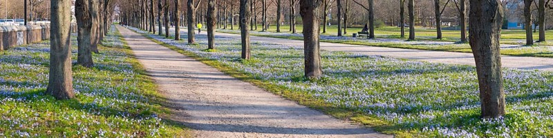 Scilla blossom in the Georgengarten in Hanover, landscape, panorama, people as accessories, Germany, Europe