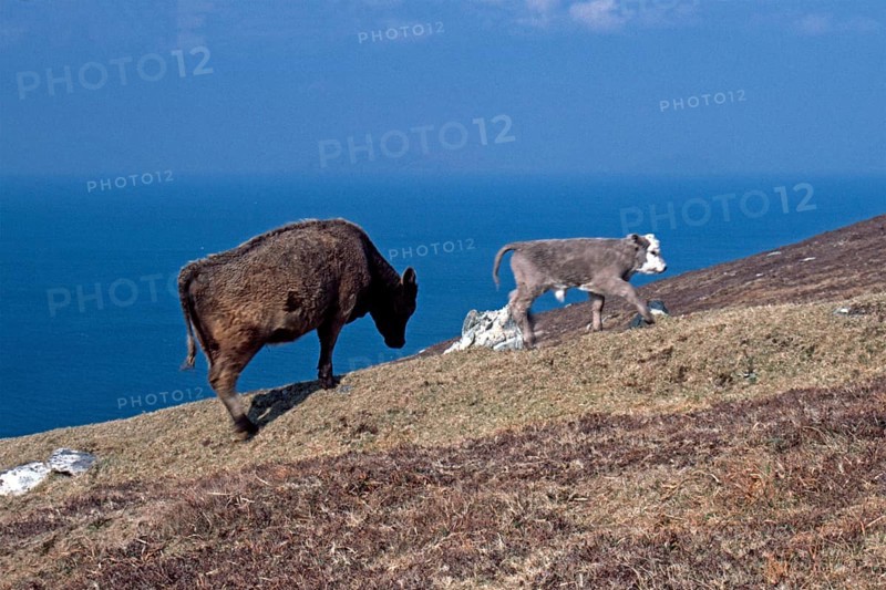 Cow, calf, sea, Dursey Island, Beara Peninsula, County Cork, Republic of Ireland, April 1996, vintage, retro, old, historic