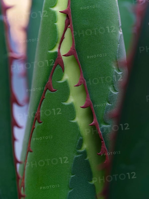 Macro photograph of a Ghiesbreght's Agave (Agave ghiesbreghtii)
