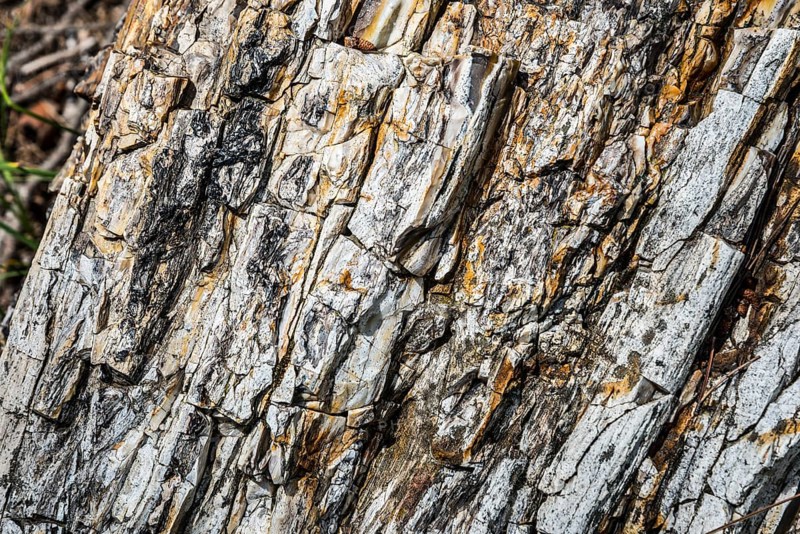 Detailed view of the textured surface of a fossilised tree trunk, Petrified Forest, Lefkimis, Eastern Macedonia and Thrace, Greece, Europe