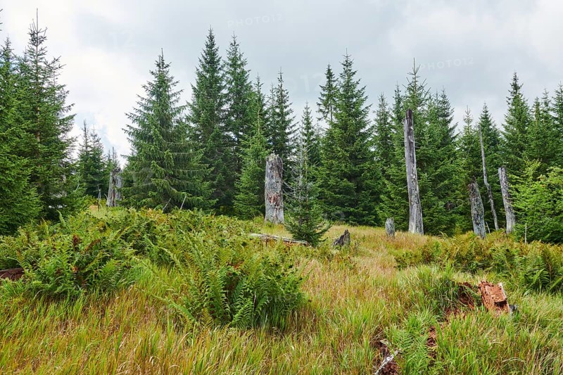 Vegetation with Norway spruce (Picea abies), colored European blueberry (Vaccinium myrtillus) and male fern (Dryopteris filix-mas) on Mount Lusen in late summer, Bavarian Forest, Bavaria, Germany, Europe