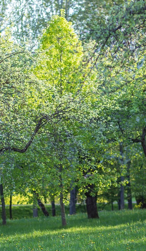 Blooming apple trees in spring park