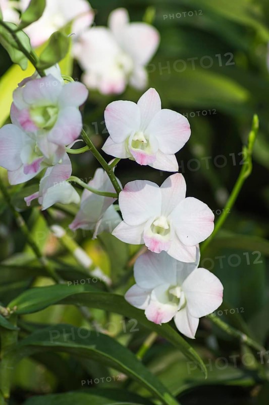 White orchid flowers with green background in the botanical garden in Singapore