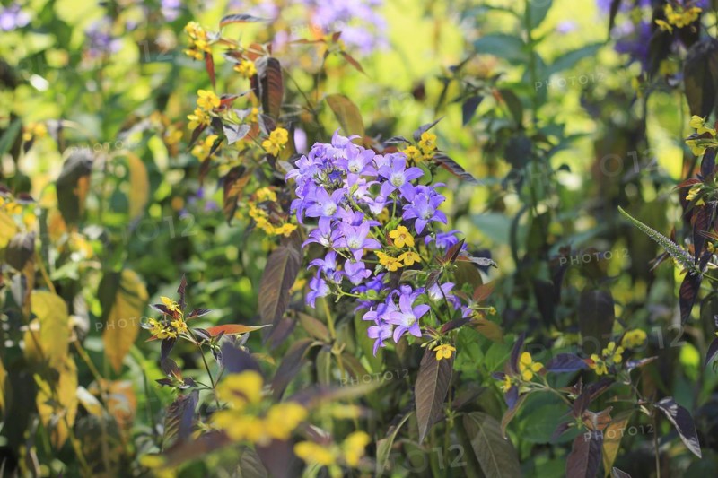 Bellflower (Campanula) and bronze field fenugreek (Lysimachia ciliata 'Firecracker'), North Rhine-Westphalia, Germany, Europe