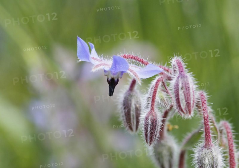 Borage (Borago officinalis), flowers and buds, North Rhine-Westphalia, Germany, Europe