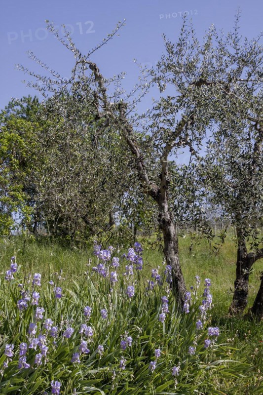 Irises in front of olive trees, Tuscany, Italy, Europe