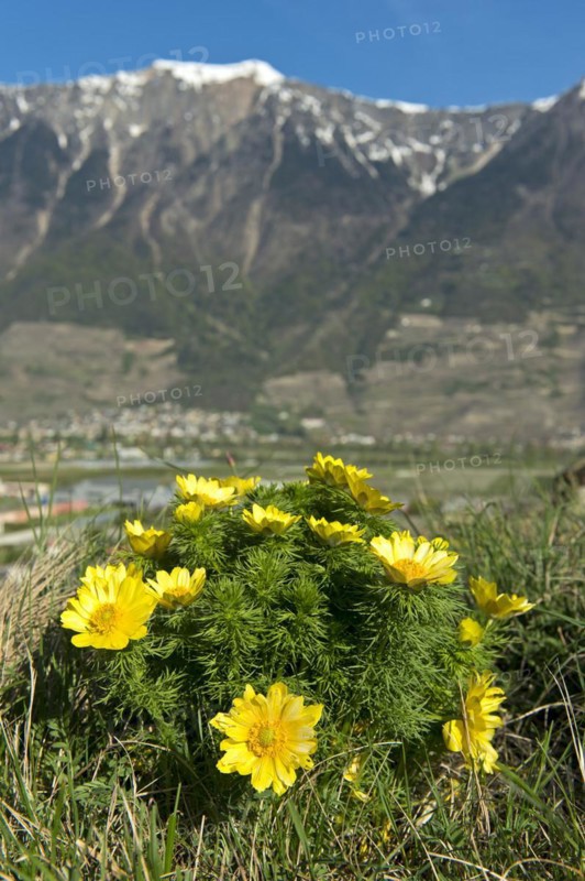 Pheasant's eye (Adonis vernalis), Charrat, Valais, Switzerland, Europe