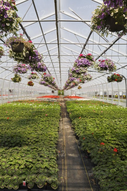 Rows of mauve Petunias in hanging baskets plus red flowering Pelargonium 'Eric Hoskins', Geranium plants in greenhouse in spring, Quebec, Canada, North America