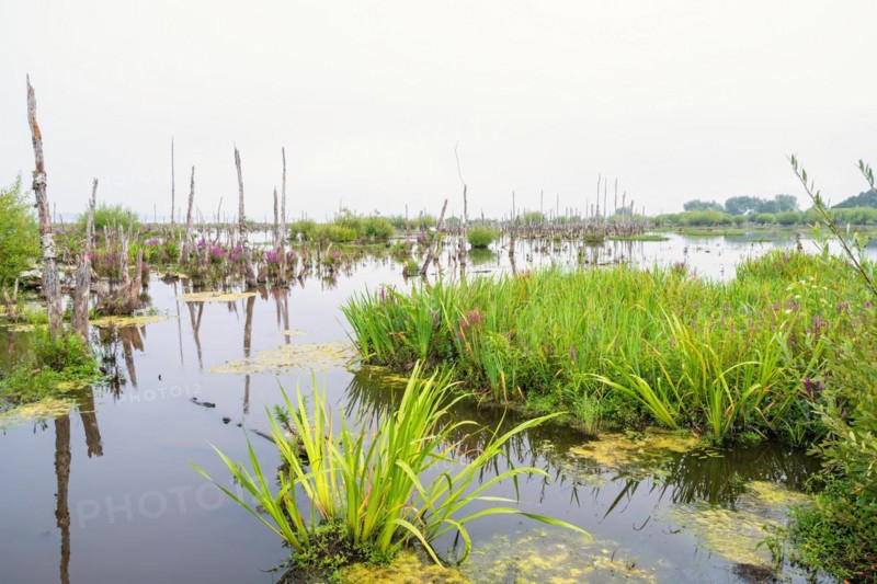 Wetland landscape view with old tree trunks and flowering purple loosestrife (Lythrum salicaria) growing in the water
