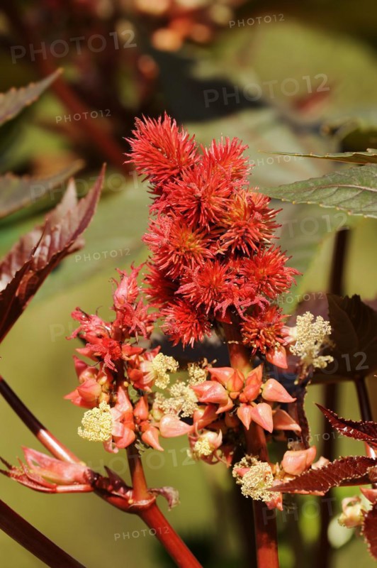 Castor oil plant (Ricinus communis), fruit stand, North Rhine-Westphalia, Germany, Europe