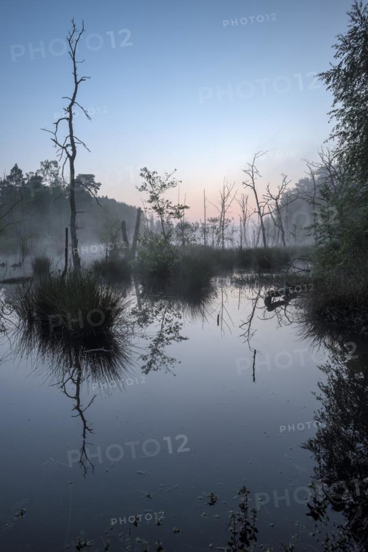 Landslide area, edge area, bank, with dead trees, at sunrise, Bottrop, Ruhr area, North Rhine-Westphalia, Germany, Europe