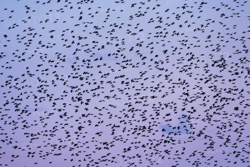 Flock of starlings in flight at dusk against a purple-coloured sky