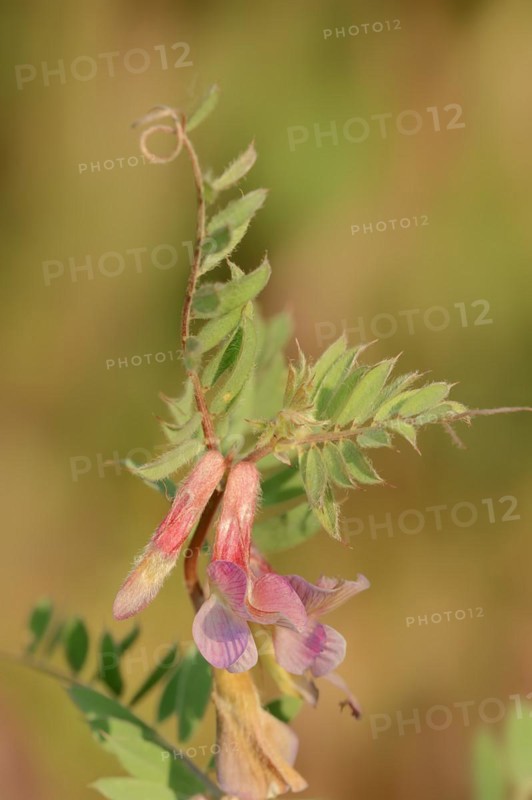Narrow-leaved vetch (Vicia angustifolia), flowers, Provence, southern France