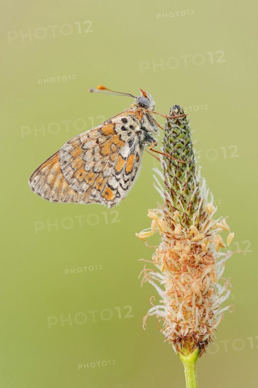 Plantain fritillary (Melitaea cinxia) with dewdrops on ribwort plantain (Plantago lanceolata), Provence, southern France