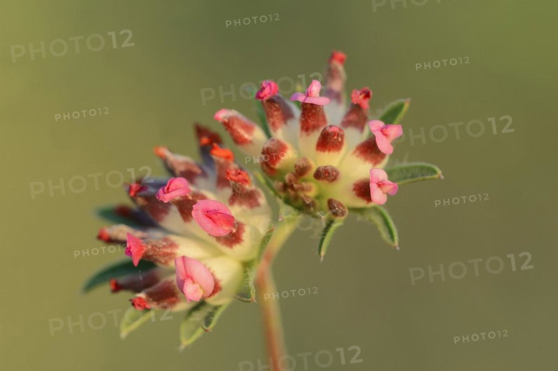 Kidney vetch or red kidney vetch (Anthyllis vulneraria ssp. rubriflora), Provence, southern France