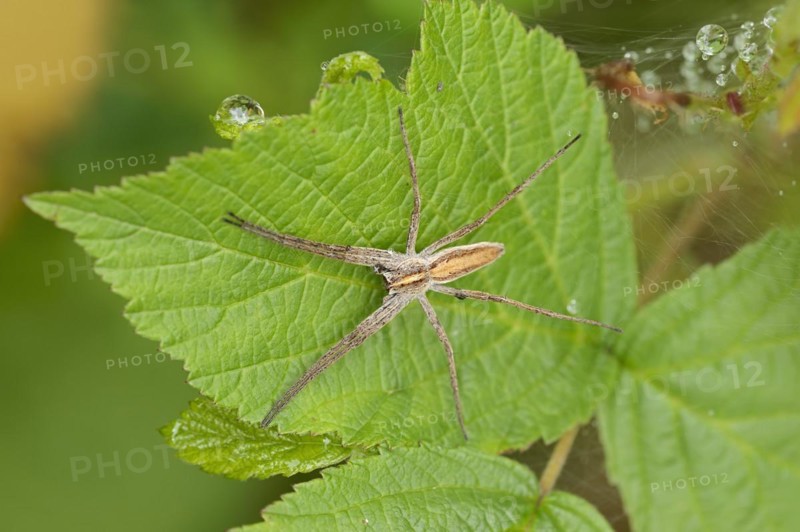 Nursery web spider (Pisaura mirabilis), female, North Rhine-Westphalia, Germany, Europe