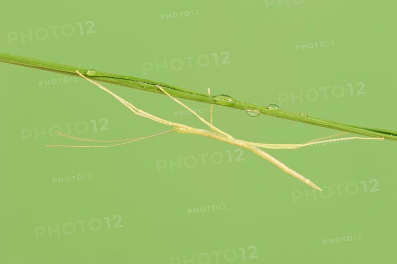 Pink Winged Stick Insect or Winged Stick Insect (Sipyloidea chlorotica, Sipyloidea sipylus), nymph, captive, occurrence in Southeast Asia