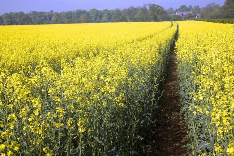 Yellow blossom of oil seed rape crop growing in a field