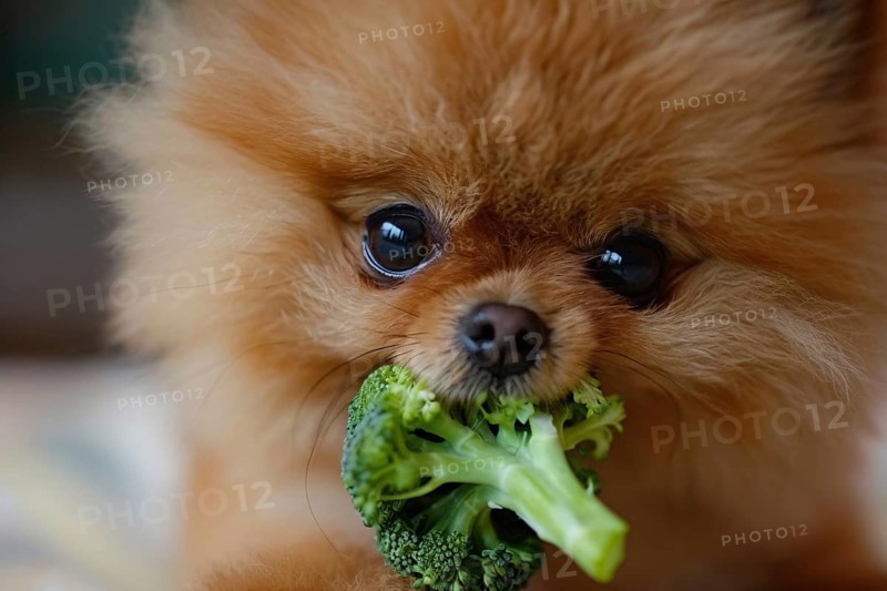 Close up of Pomeranian dog eating raw broccoli vegetable. Generative Ai, AI generated