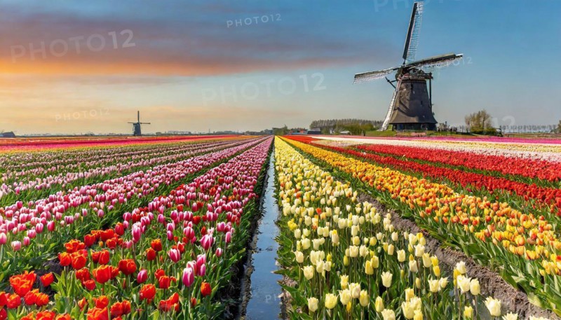 Agriculture, dense, intensely colourful blooming tulip field with a windmill, in Holland, AI generated, AI generated