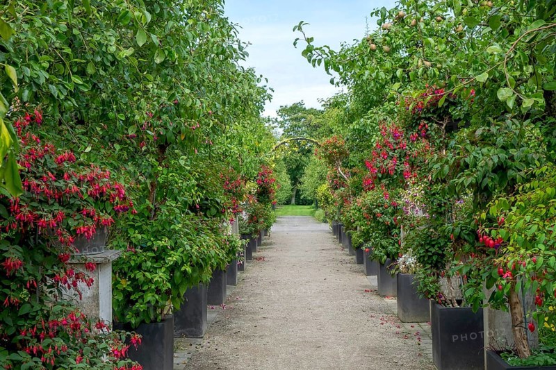 Fuchsia Show District Educational Garden, Burgsteinfurt, Steinfurt, Münsterland, North Rhine-Westphalia, Germany, Europe