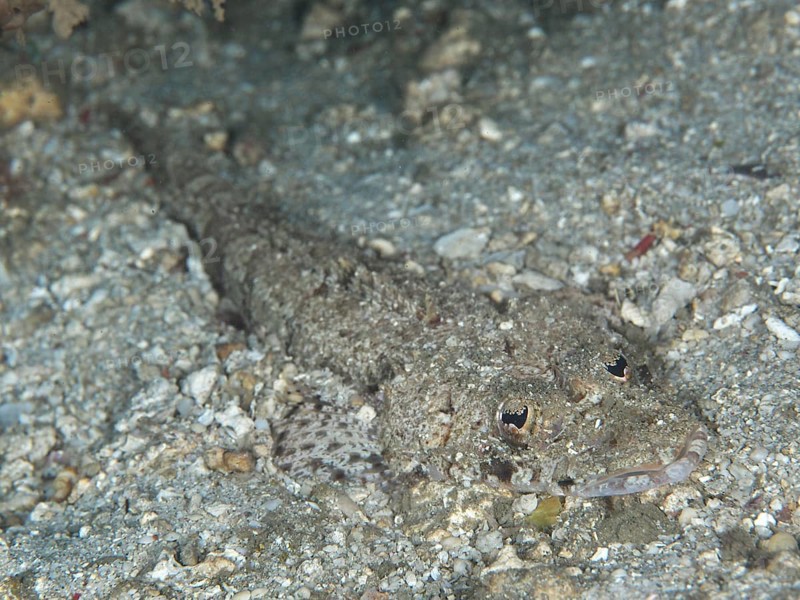 Close-up of a Celebes crocodile fish (Thysanophrys celebica), crocodile fish camouflaged in the sand, dive site Gondol Reef, Gondol, Bali, Indonesia, Asia