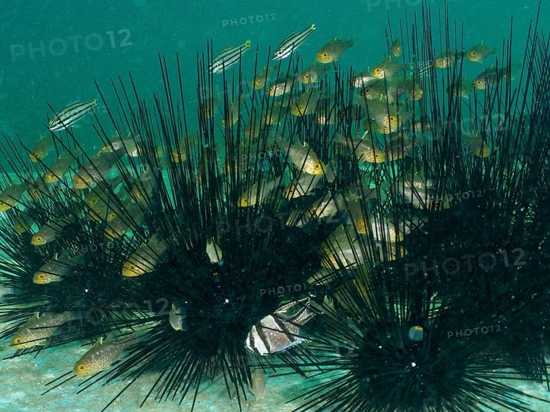 A group of bannerfin cardinalfish (Ostorhinchus hoevenii) swimming between the long spines of diademed sea urchins (Diadema setosum), dive site Secret Bay, Gilimanuk, Bali, Indonesia, Asia