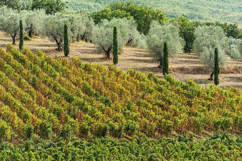 Vine, viticulture, agriculture, agribusiness, winegrower, wine, red wine, plantation, Suvereto, Tuscany, Italy, Europe