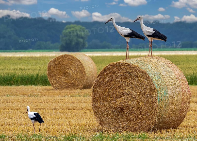Storks on field with straw bales Stadthagen Nordsehl Germany