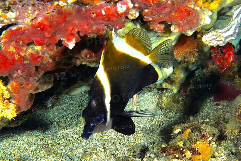 Black and white fish, Horned bannerfish (Heniochus varius), next to colourful reef corals on the seabed, dive site Toyapakeh, Nusa Ceningan, Nusa Penida, Bali, Indonesia, Asia