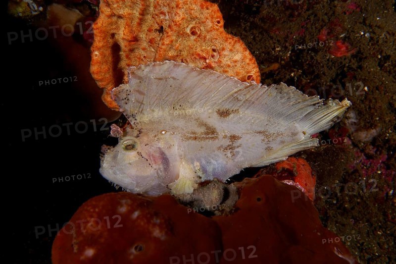 A fish with wing like structures, rocking fish (Taenianotus triacanthus), next to orange coloured sea sponges, dive site USAT Liberty, Tulamben, Bali, Indonesia, Asia
