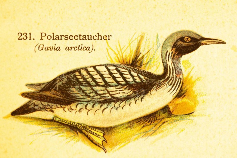 Arctic loon or black-throated loon (Gavia arctica), Arctic habitat, cold zones, world of birds, historical illustration 1890