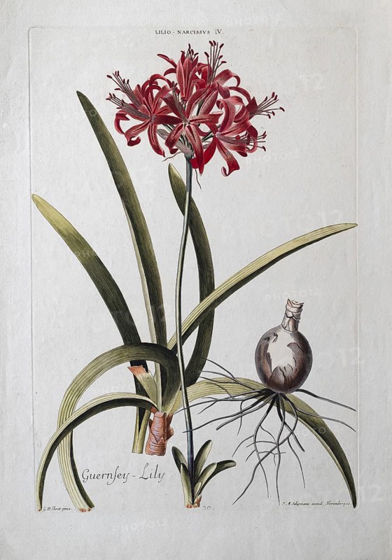 Narcissus or Guernsey Lily, old coloured copperplate engraving by J. M. Seligmann after Georg Ehret from the Hortus Nitidissimis, Nuremberg 1768, 1786