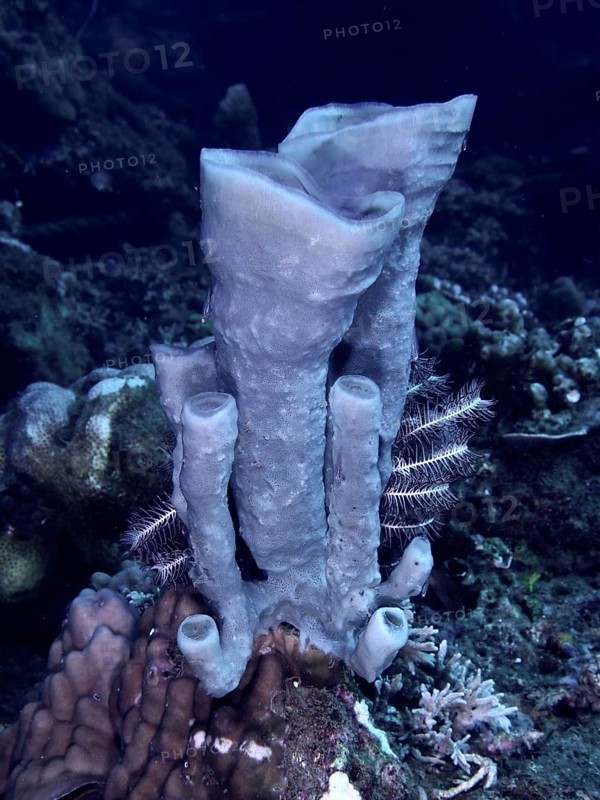 Large tubular sponge (Haliclona (Reniera) in dark sea depth, dive site Twin Reef, Penyapangan, Bali, Indonesia, Asia