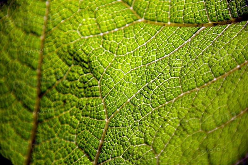 Gunnera leaf, Gunneratinctoria, Chile, South America