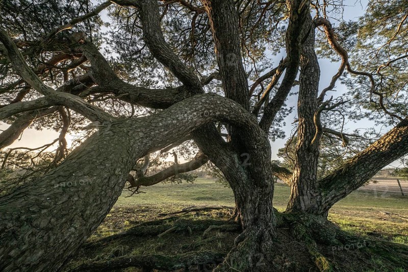 Old Scots pine (Pinus sylvestris), Emsland, Lower Saxony, Germany, Europe