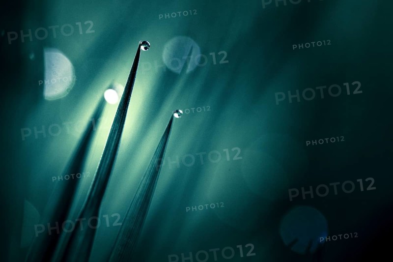Blades of grass in detail with dewdrops, Mindelheim, Bavaria, Germany, Europe