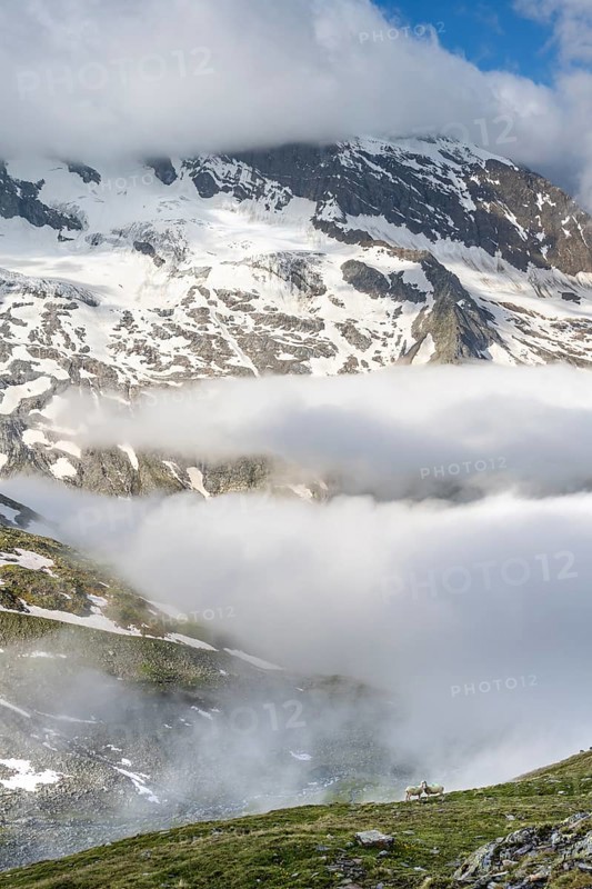 Two sheep on a mountain meadow in front of a mountain landscape, high fog in the valley, behind mountain peak Dosso Largo and glacier Schlegeiskees, Berliner Höhenweg, Zillertal Alps, Tyrol, Austria, Europe