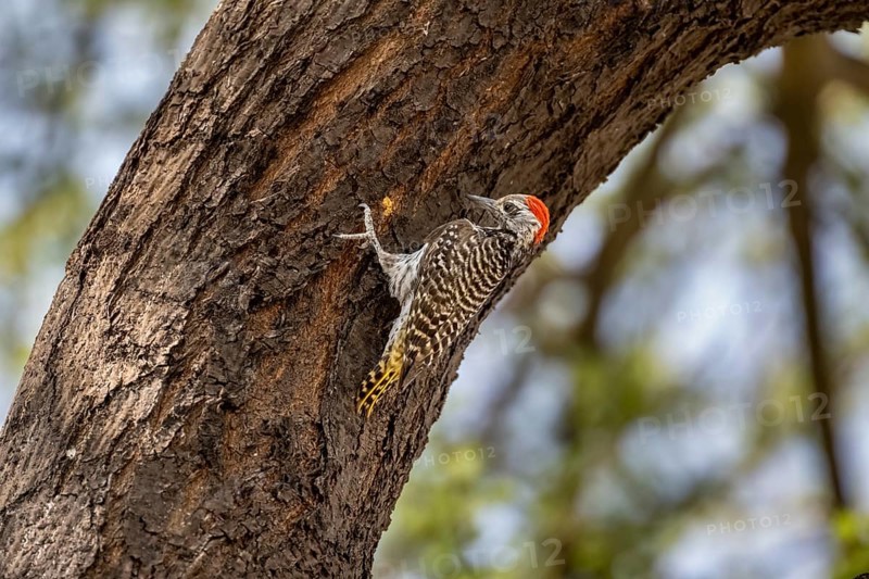 Golden-tailed woodpecker (Campethera abingoni) on a tree trunk, Etosha National Park, Namibia, Africa