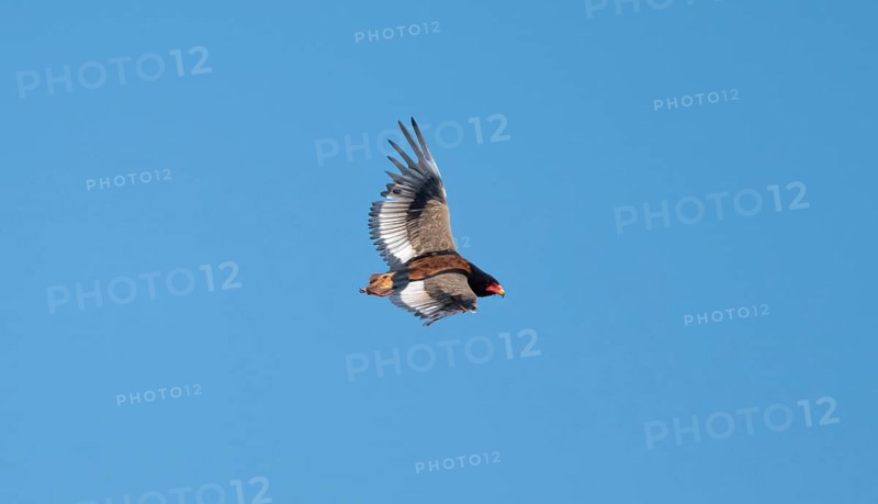 Bateleur (Terathopius ecaudatus), adult, in flight against a blue sky, Etosha National Park, Namibia, Africa