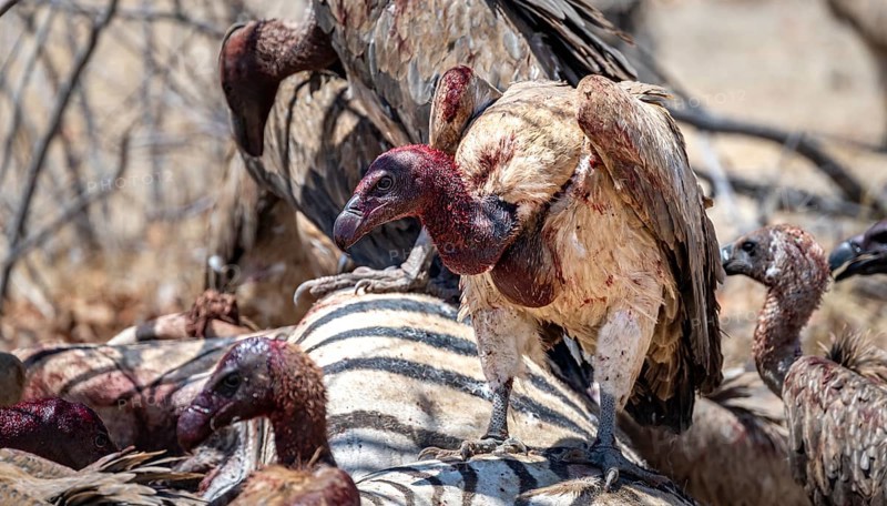 White-backed vulture (Gyps africanus) with bloody head sitting on the carcass of a dead plains zebra (Equus quagga), Etosha National Park, Namibia, Africa