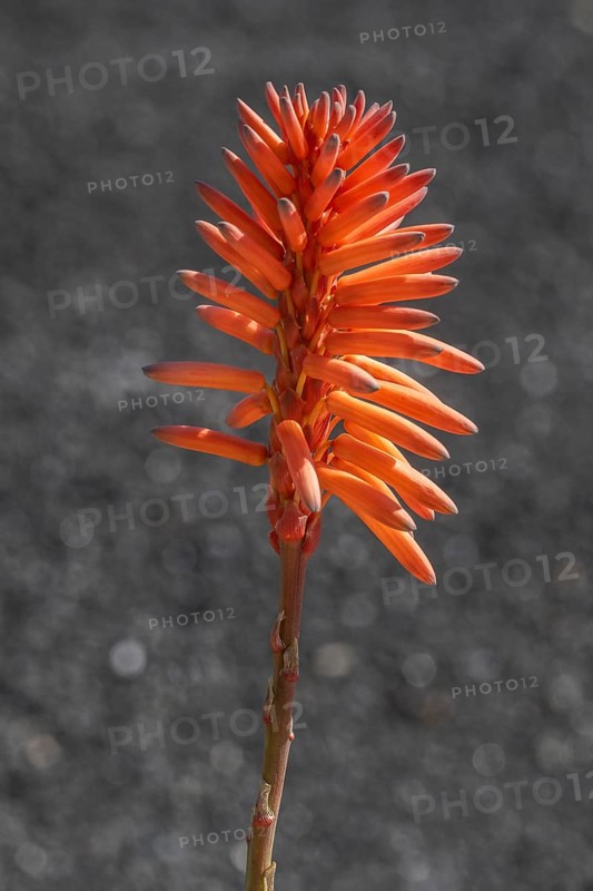 Aloe veras (Aloe vera), Lanzarote, Canary Islands, Spain, Europe