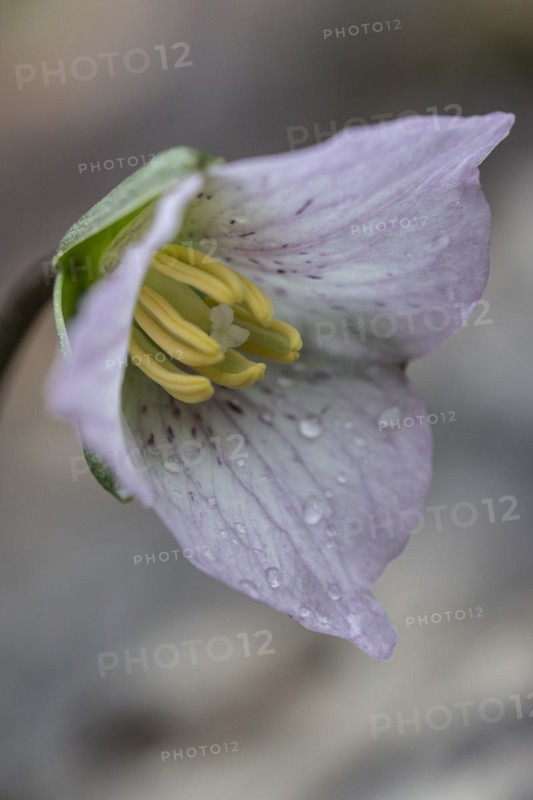 Pseudotrillium (Trillium rivale), Emsland, Lower Saxony, Germany, Europe