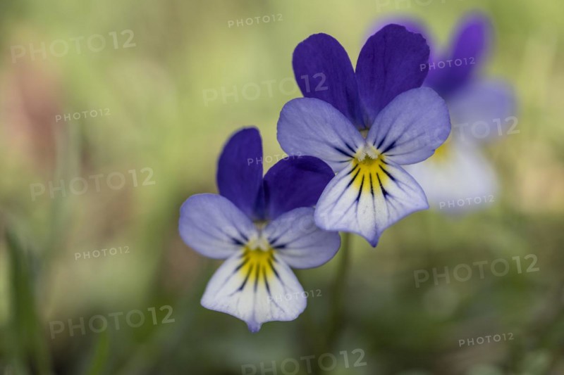 Heartsease (Viola tricolor), Emsland, Lower Saxony, Germany, Europe