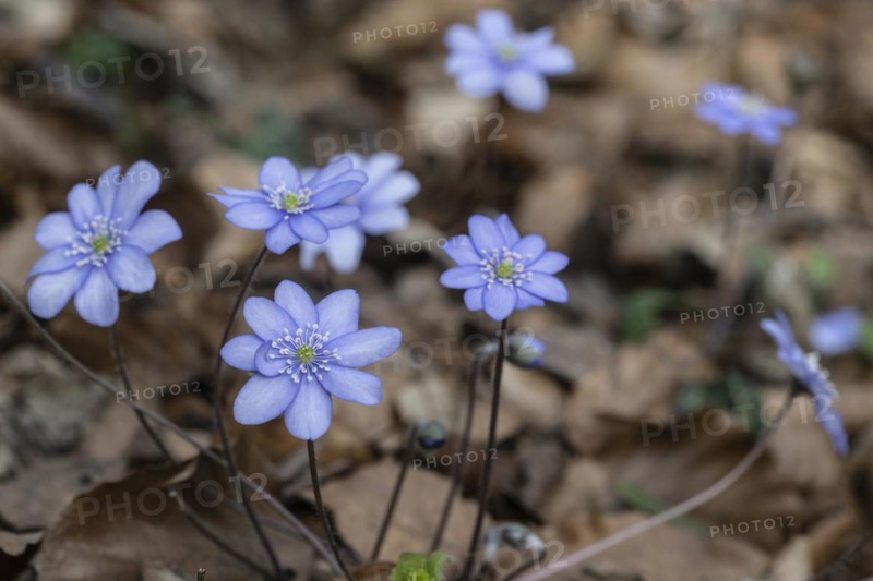 Liverwort (Hepatica nobilis), North Rhine-Westphalia, Germany, Europe
