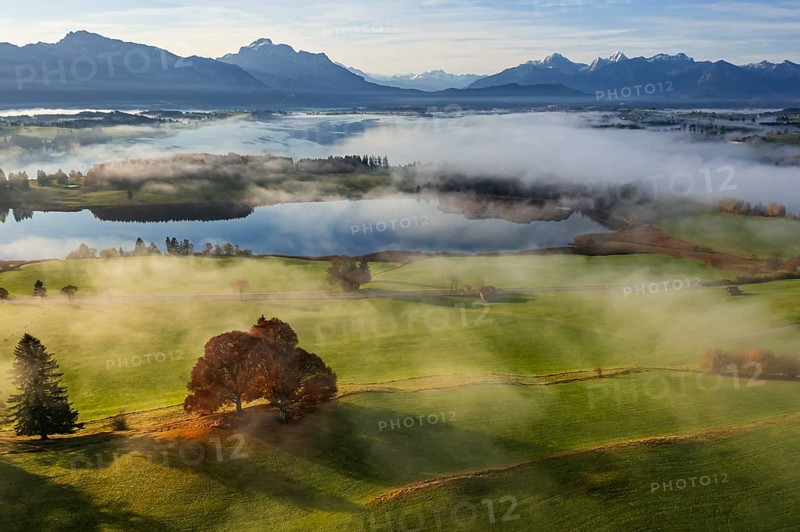 Aerial view of a lake in front of mountains in the morning light, fog, autumn, Forggensee, view of Säuling and Ammergebirge, Alpine foothills, Upper Bavaria, Bavaria, Germany, Europe
