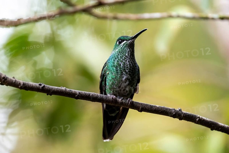 Green-crowned brilliant (Heliodoxa jacula) sitting on a branch, Monteverde Cloud Forest, Monte Verde, Costa Rica, Central America