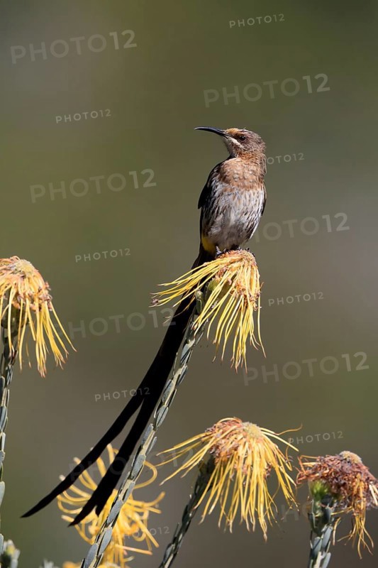 Cape Honeybird (Promerops cafer), adult, male, on flower, Protea, vigilant, Kirstenbosch Botanical Gardens, Cape Town, South Africa, Africa